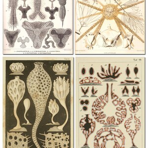 Puede incluir: Una ilustraci&oacute;n cient&iacute;fica vintage de varios tipos de organismos marinos, incluyendo un erizo de mar, una estrella de mar y una variedad de criaturas microsc&oacute;picas. Las ilustraciones son en blanco y negro con algunos detalles en rojo y naranja.