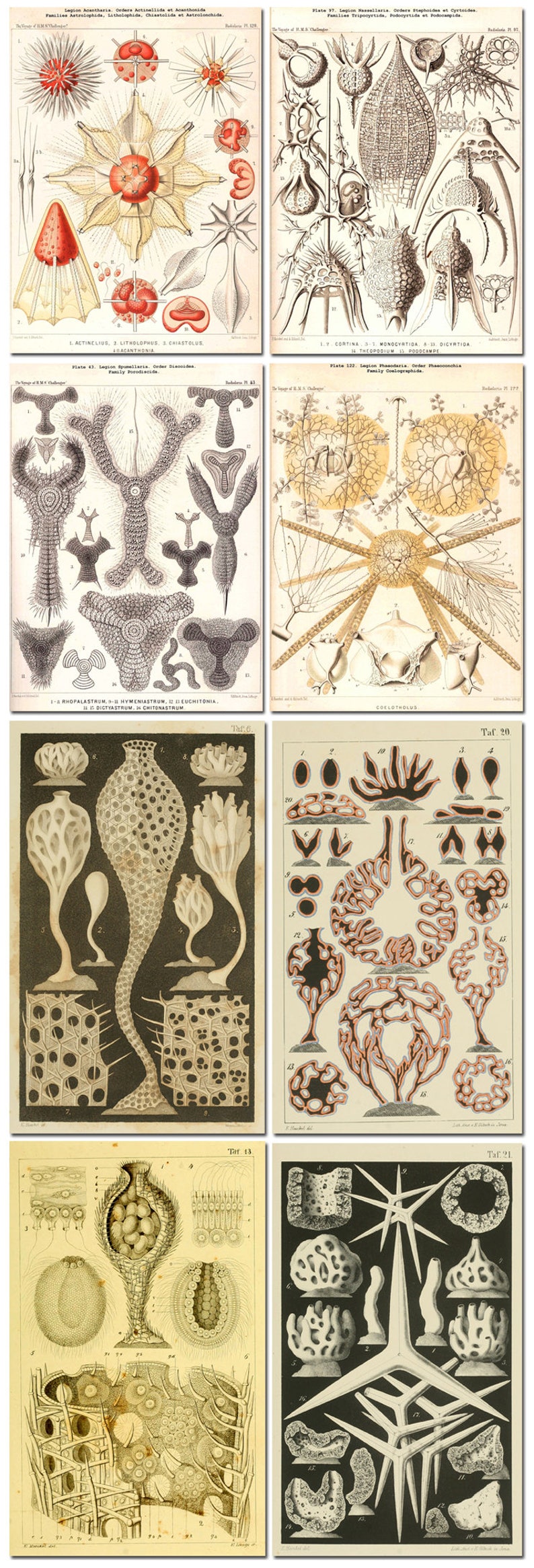 Puede incluir: Una ilustraci&oacute;n cient&iacute;fica vintage de varios tipos de organismos marinos, incluyendo un erizo de mar, una estrella de mar y una variedad de criaturas microsc&oacute;picas. Las ilustraciones son en blanco y negro con algunos detalles en rojo y naranja.
