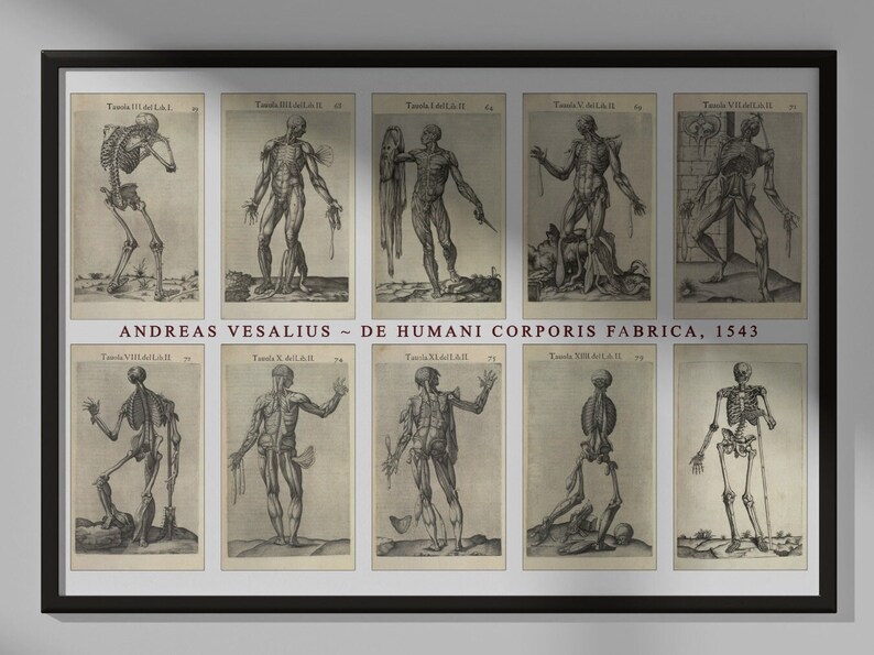 Andreas Vesalius, Vintage Anatomy Images Poster, Macabre, Occult ...