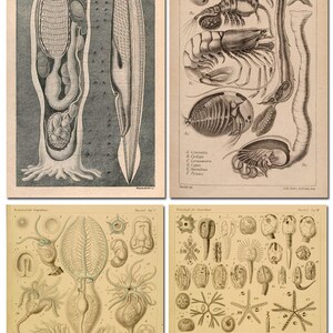 FORMAS DE ARTE La NATURALEZA + otras obras, Ernst Haeckel 307 Láminas de arte en color de alta resolución DVD-Rom 300 ppp Scrapbooking Imágenes de la naturaleza imagen 4