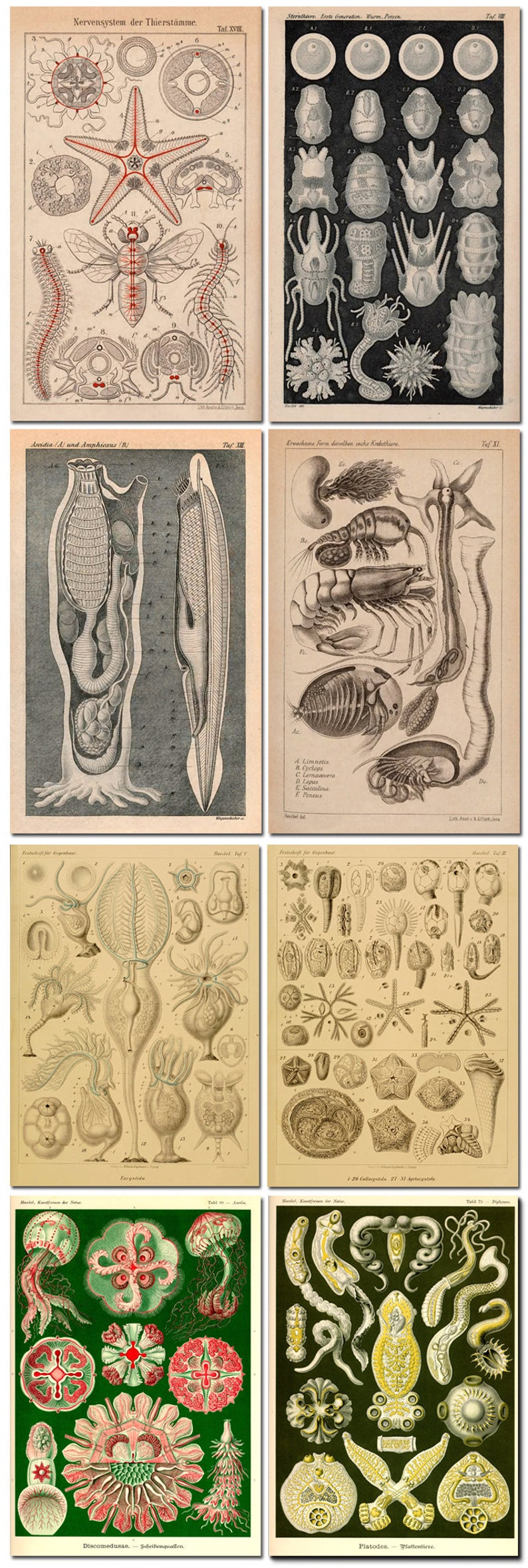 FORMAS DE ARTE La NATURALEZA + otras obras, Ernst Haeckel 307 Láminas de arte en color de alta resolución DVD-Rom 300 ppp Scrapbooking Imágenes de la naturaleza imagen 4