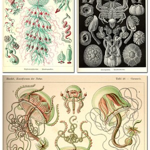Puede incluir: Una ilustraci&oacute;n vintage de varias criaturas marinas, incluyendo medusas, cangrejos y otras formas de vida marina. La ilustraci&oacute;n est&aacute; en un estilo cient&iacute;fico detallado con dibujos intrincados y etiquetas en alem&aacute;n.