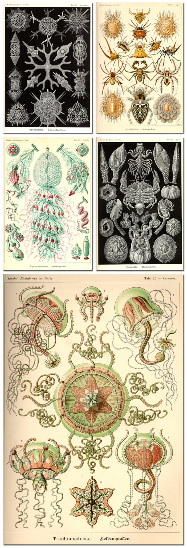 Puede incluir: Una ilustraci&oacute;n vintage de varias criaturas marinas, incluyendo medusas, cangrejos y otras formas de vida marina. La ilustraci&oacute;n est&aacute; en un estilo cient&iacute;fico detallado con dibujos intrincados y etiquetas en alem&aacute;n.