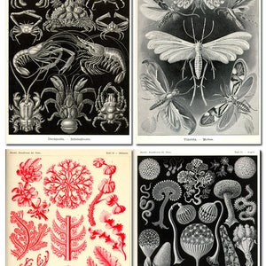 Puede incluir: Una colecci&oacute;n de ilustraciones biol&oacute;gicas vintage del libro de Ernst Haeckel "Kunstformen der Natur". Las ilustraciones representan diversas criaturas marinas, incluyendo cangrejos, camarones e insectos. Las ilustraciones son en blanco y negro y tienen un estilo cient&iacute;fico detallado.