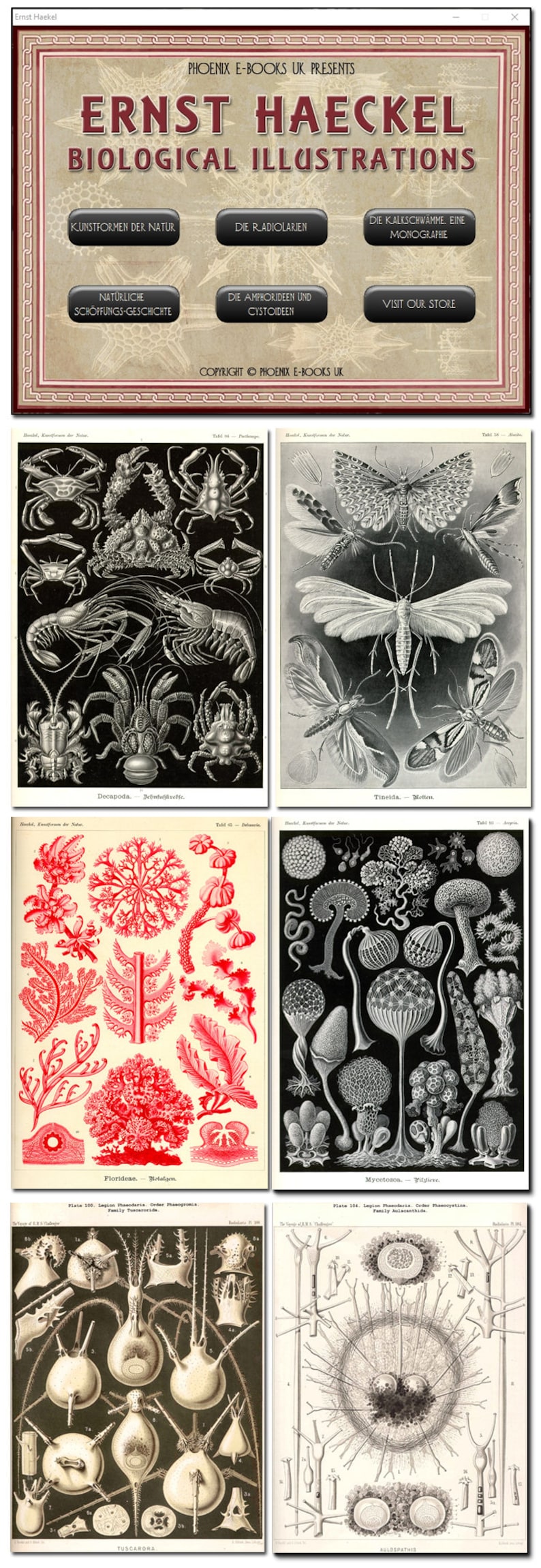 Puede incluir: Una colecci&oacute;n de ilustraciones biol&oacute;gicas vintage del libro de Ernst Haeckel "Kunstformen der Natur". Las ilustraciones representan diversas criaturas marinas, incluyendo cangrejos, camarones e insectos. Las ilustraciones son en blanco y negro y tienen un estilo cient&iacute;fico detallado.