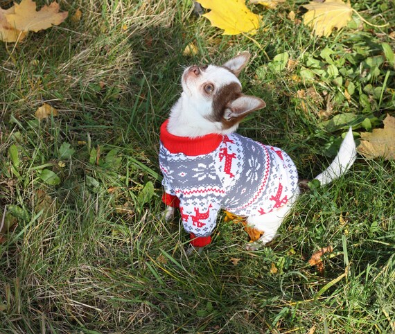 penguins wearing sweaters