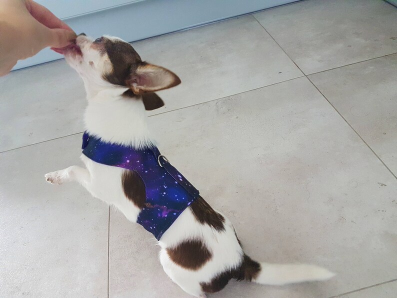 Waterproof Galaxy Small Dog Harness Etsy