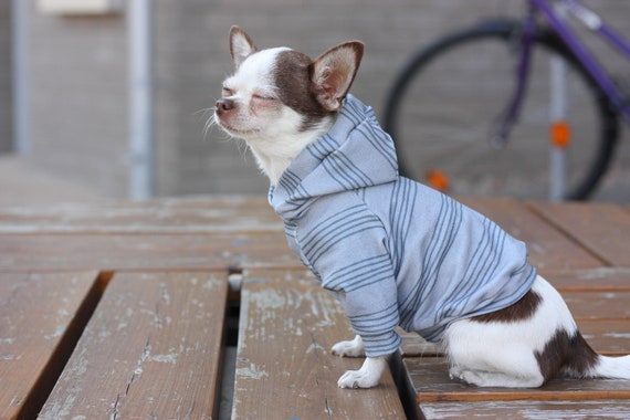 apparel for pitbulls