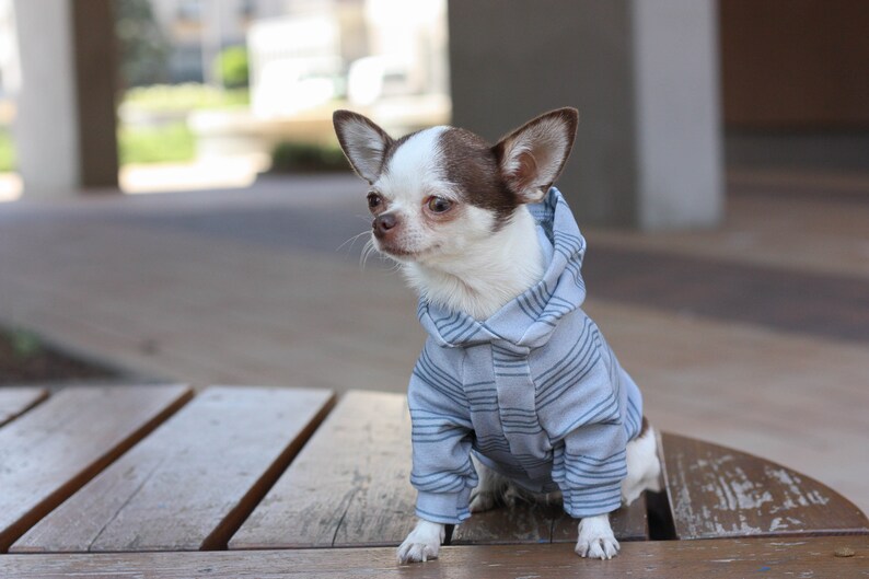 Grey dog hoodie sweater grey dog sweater dog costume sweater Etsy