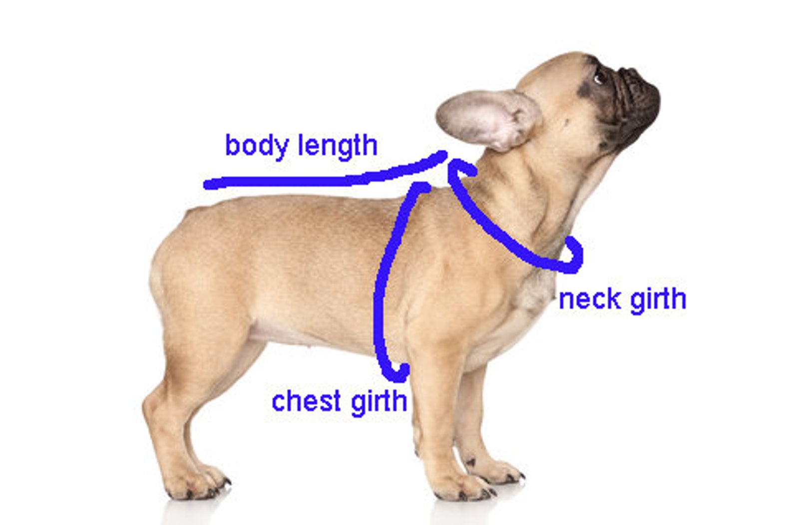 Hund Pyjamas Fleece Hund Pyjamas Hund Pjs Hund Ganzkörper Etsy