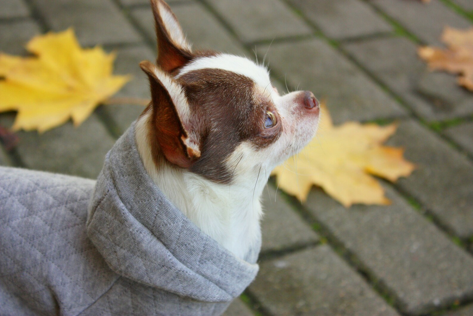 Grey dog sweater grey dog hoodie dog costume sweater dachshund Etsy