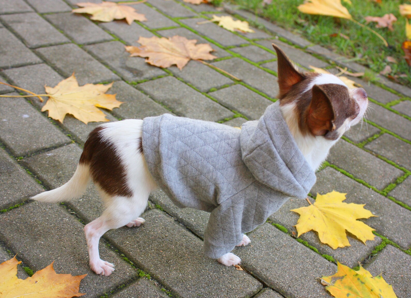 Grey dog sweater grey dog hoodie dog costume sweater dachshund Etsy