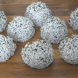 May include: Eight white baby's breath flower bouquets arranged in a circle on a wooden surface.
