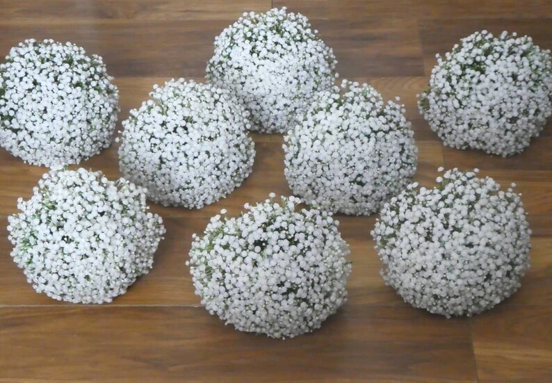 May include: Eight white baby's breath flower bouquets arranged in a circle on a wooden surface.