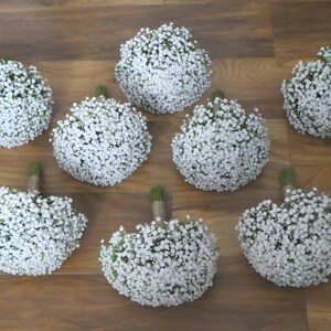 May include: Eight white baby's breath bouquets arranged on a wooden surface.