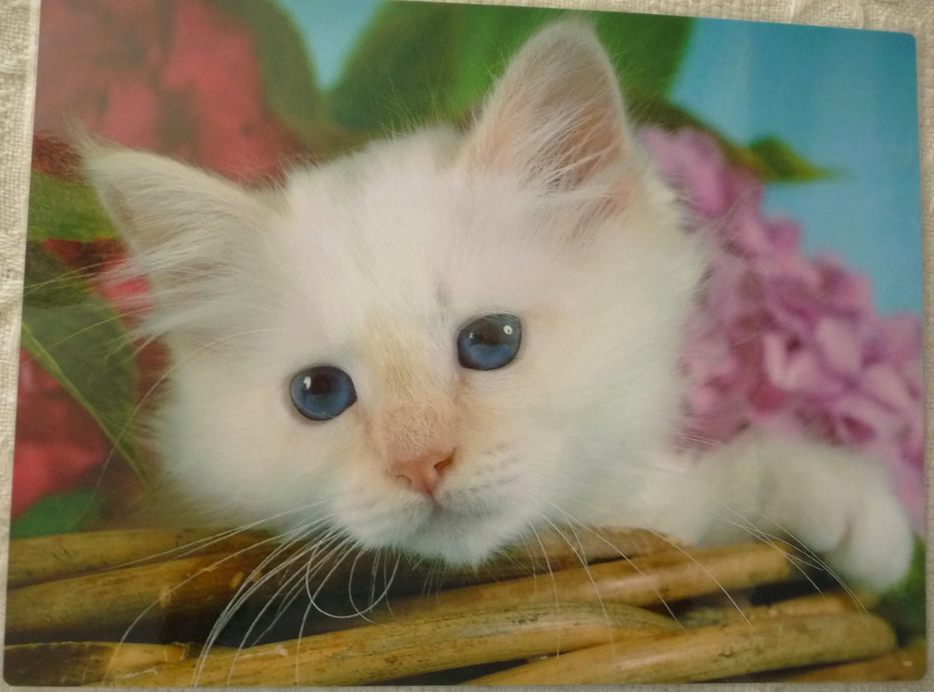 Set de Table Réversible, Déco Cuisine, Set Plastifié, Français, Chatons