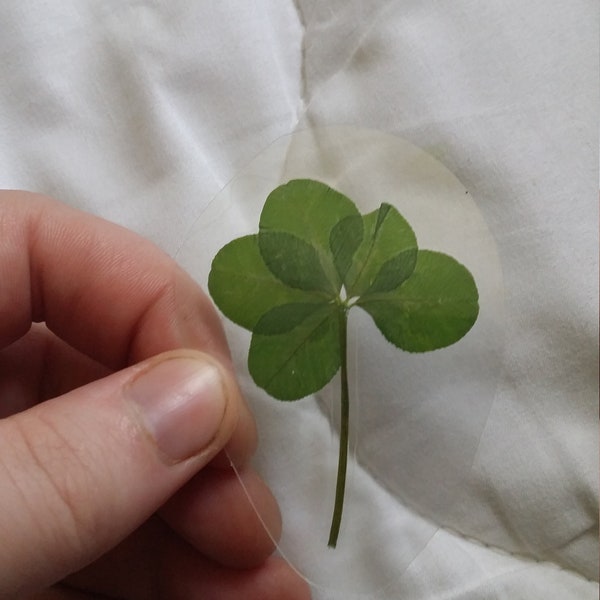 REAL Five Leaf Clover, Laminated