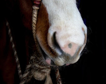 Zacht gevoel - Western Fine Art Foto Print