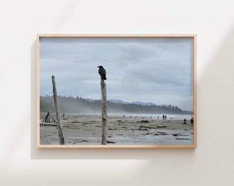 Tofino Beach Photograph, Raven Photograph, Pacific Northwest Photograph
