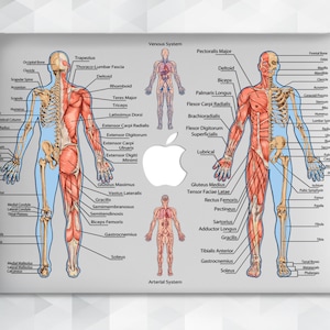 Può includere: Un'illustrazione anatomica dettagliata del corpo umano, che mostra sia il sistema scheletrico che il sistema muscolare. Il lato sinistro del corpo mostra il sistema scheletrico in blu, mentre il lato destro mostra il sistema muscolare in rosso. L'illustrazione include etichette per ogni osso e muscolo.