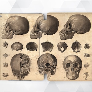 May include: A vintage anatomical illustration of a human skull, showing various views and sections. The image is in black and white and has a faded, antique look.