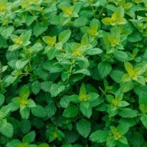 Au-delà de la mélisse bio 5 plantes à racines nues