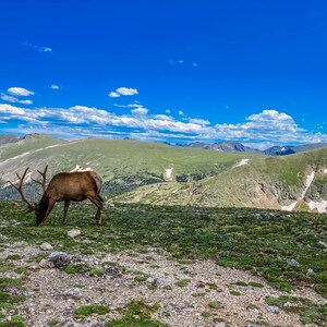 Colorado Elk Digital Download