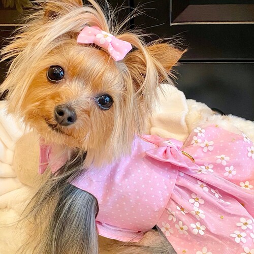 adidas dog tracksuit