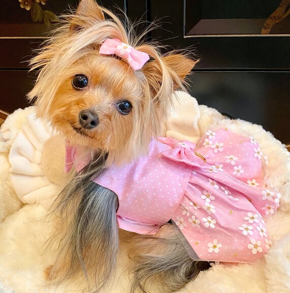 fancy dog outfits