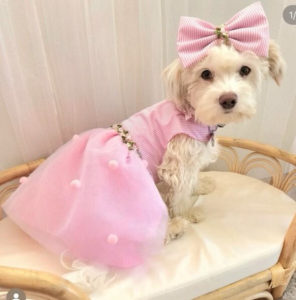 open lace back dress Birthday Dog Dress