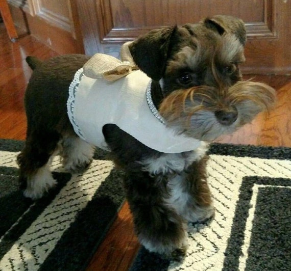 chic dog accessories