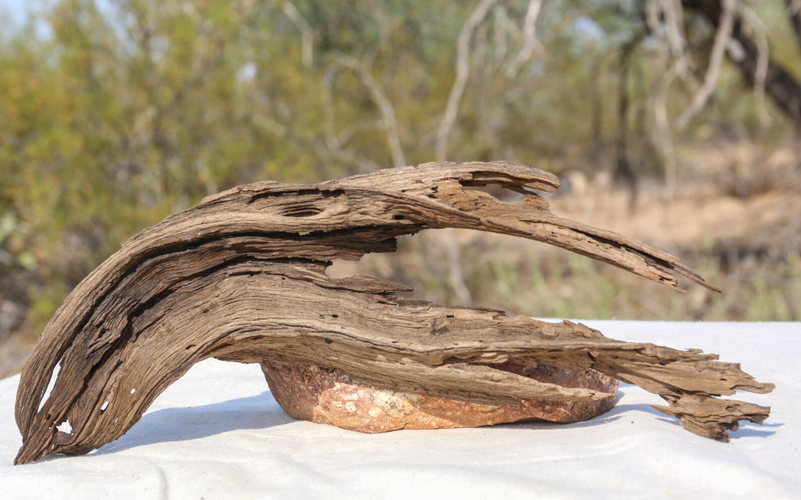 Delicate DESERT MESQUITE sculpture art project aquarium Etsy