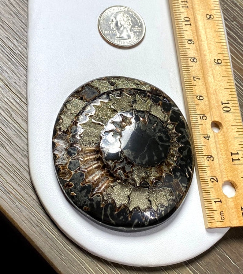 Huge Collector Ammonite cabochon with Pyrite High grade Sea Fossil cabochon Designer Cabochon Russian Ammonite cabochon