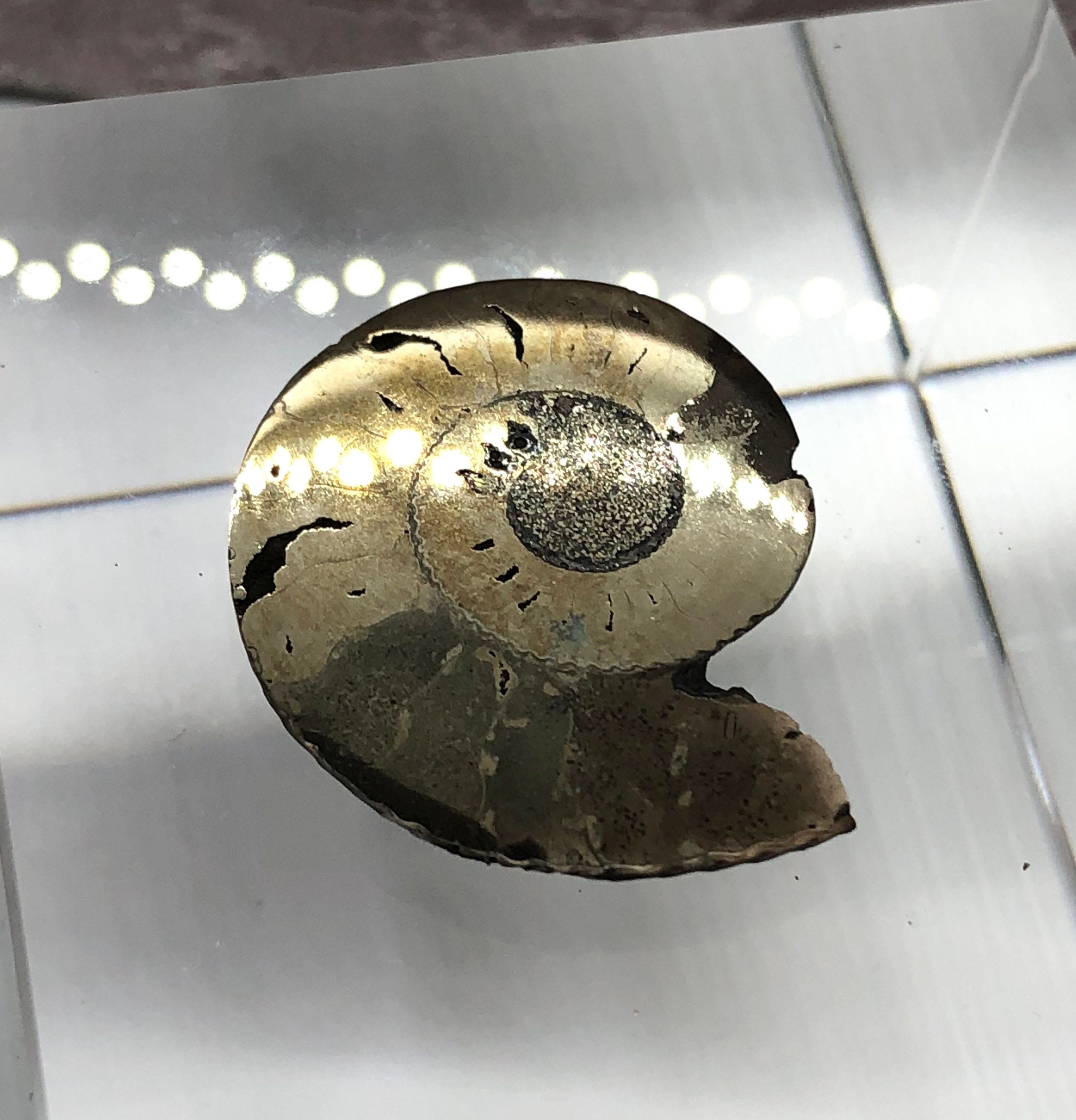 Huge Collector Ammonite cabochon with Pyrite High grade Sea Fossil cabochon Designer Cabochon Russian Ammonite cabochon