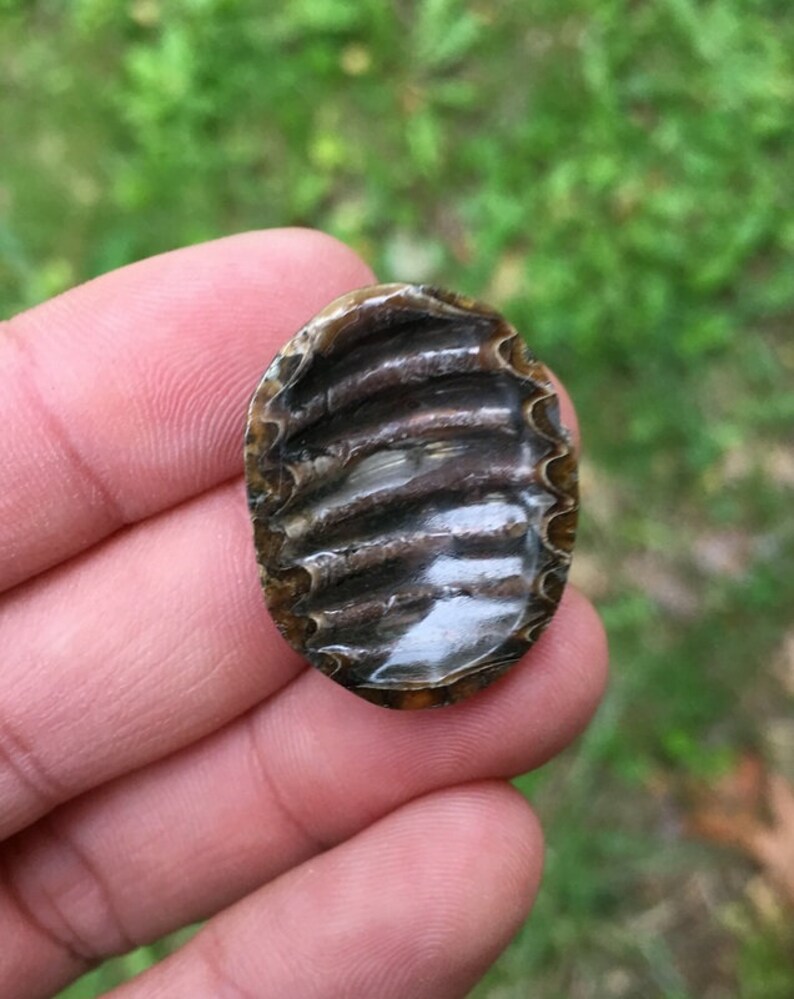 Designer Cabochon High grade Sea Fossil cabochon Ammonite cabochon with Pyrite 24x18mm Russian Ammonite cabochon