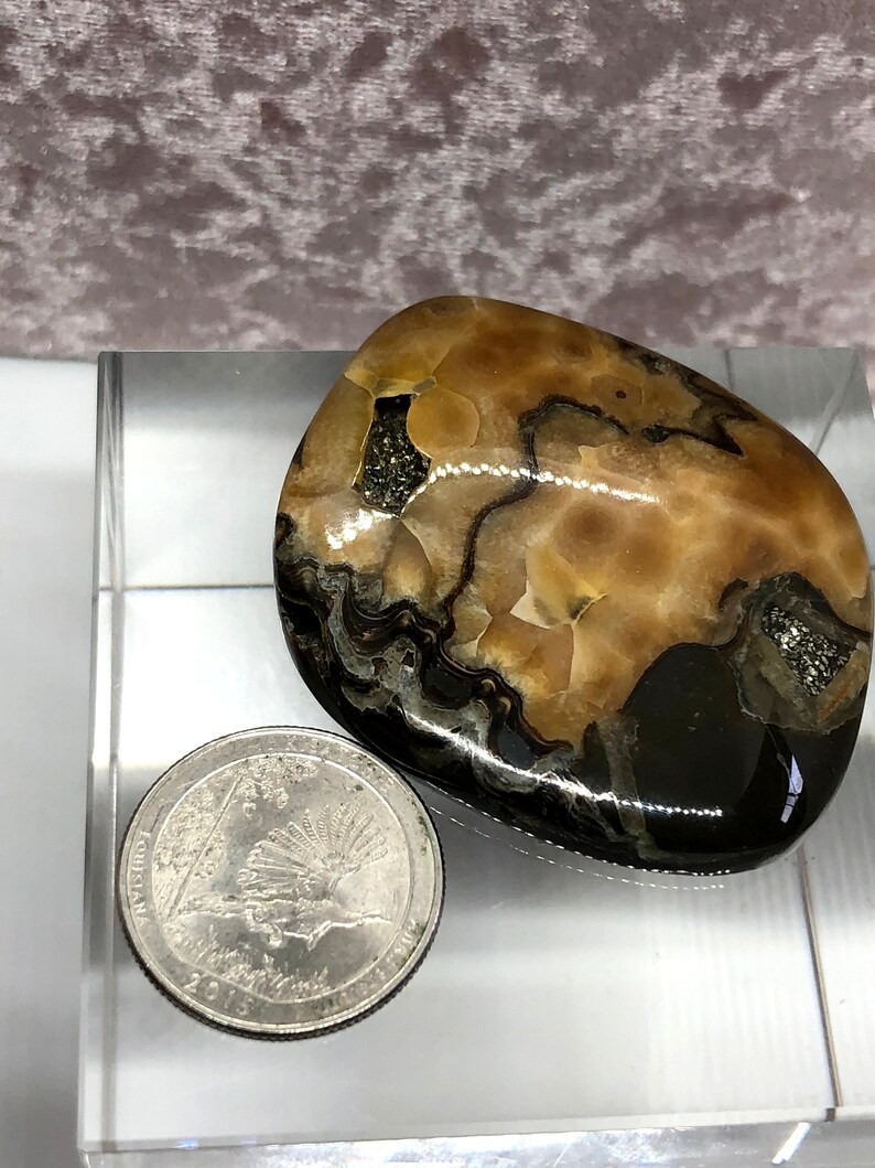 Russian Ammonite cabochon High grade Sea Fossil cabochon Designer Cabochon Ammonite cabochon with Pyrite