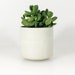 see more listings in the Concrete Pots section