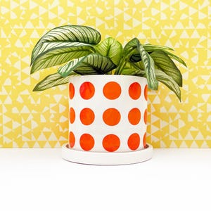 May include: A white ceramic plant pot with large orange polka dots, holding a green plant with striped leaves. The pot sits on a matching saucer. The background is a yellow geometric pattern.
