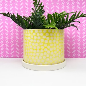May include: A cylindrical ceramic planter with a bright yellow glaze featuring a repeating pattern of white circular dots. The planter sits on a matching white circular saucer and contains a green leafy plant with multiple fronds.