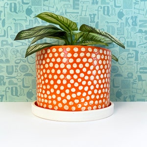 May include: An orange ceramic plant pot with a white polka dot pattern. The pot sits on a white saucer and holds a green plant with striped leaves. The background is a light blue wall with a repeating letter and object pattern.