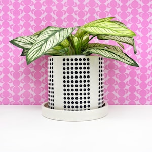 May include: A potted plant with green and white striped leaves sits in a white ceramic planter. The planter has a black dot pattern and a matching saucer. The background is a pink pattern.