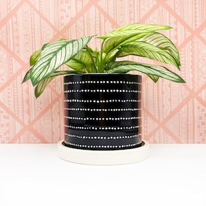 May include: A black ceramic planter with a white dotted pattern and a white saucer. The planter is filled with a green plant with white stripes on the leaves.