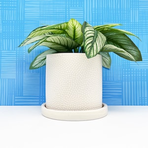May include: A potted houseplant with green and white striped leaves. The plant is in a white, textured ceramic pot with a matching saucer. The background is a light blue wall with a grid pattern.