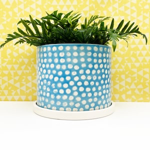 May include: A cylindrical blue ceramic planter with a white dotted pattern, holding green leafy plants. The planter sits on a white saucer. The background features a yellow geometric pattern.