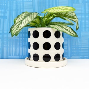 May include: A white ceramic planter with black polka dots, featuring a green leafy plant. The planter has a white saucer.