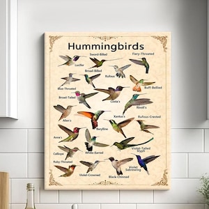 Vintage educatieve canvas muurkunst kolibrie en mariene biologie soorten grafiek afdrukken wetenschappelijke natuur illustratie posters voor in de klas