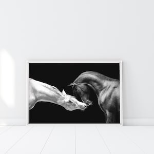 Schwarze und weiße Pferde küssen Druck, Yin Yang Pferde Poster, Liebe Pferde, Interracial Love, Schach Mate, Schach Wandkunst, Pferde küssen Wandkunst