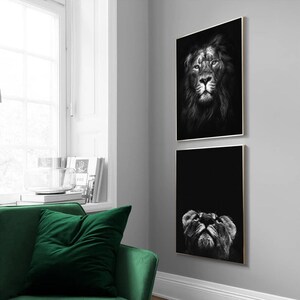 May include: Two black and white photographs of a lion's face. The top photo shows the lion looking straight ahead, while the bottom photo shows the lion looking up. Both photos are framed in black.