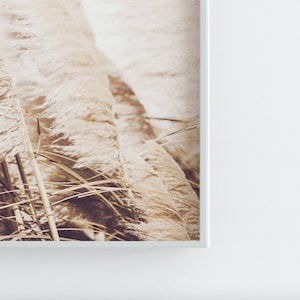May include: A close-up of a group of tall, feathery grasses in shades of beige and brown. The grasses are in focus, while the background is blurred.