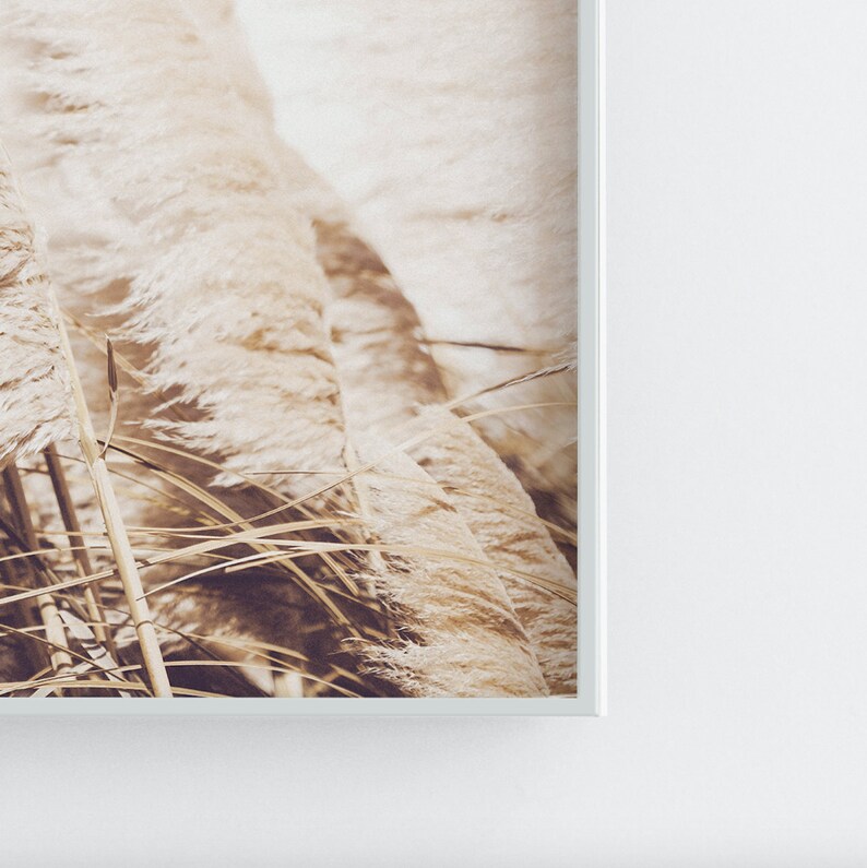 May include: A close-up of a group of tall, feathery grasses in shades of beige and brown. The grasses are in focus, while the background is blurred.